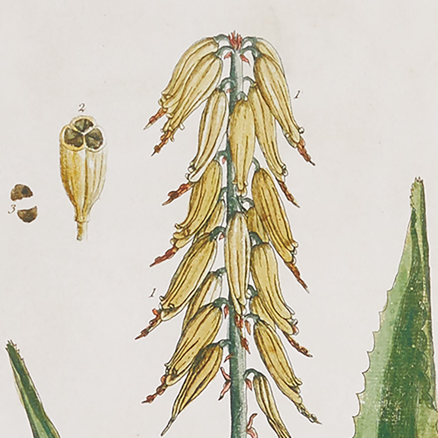 VINTAGE BOTANICAL STUDY, SET OF 4