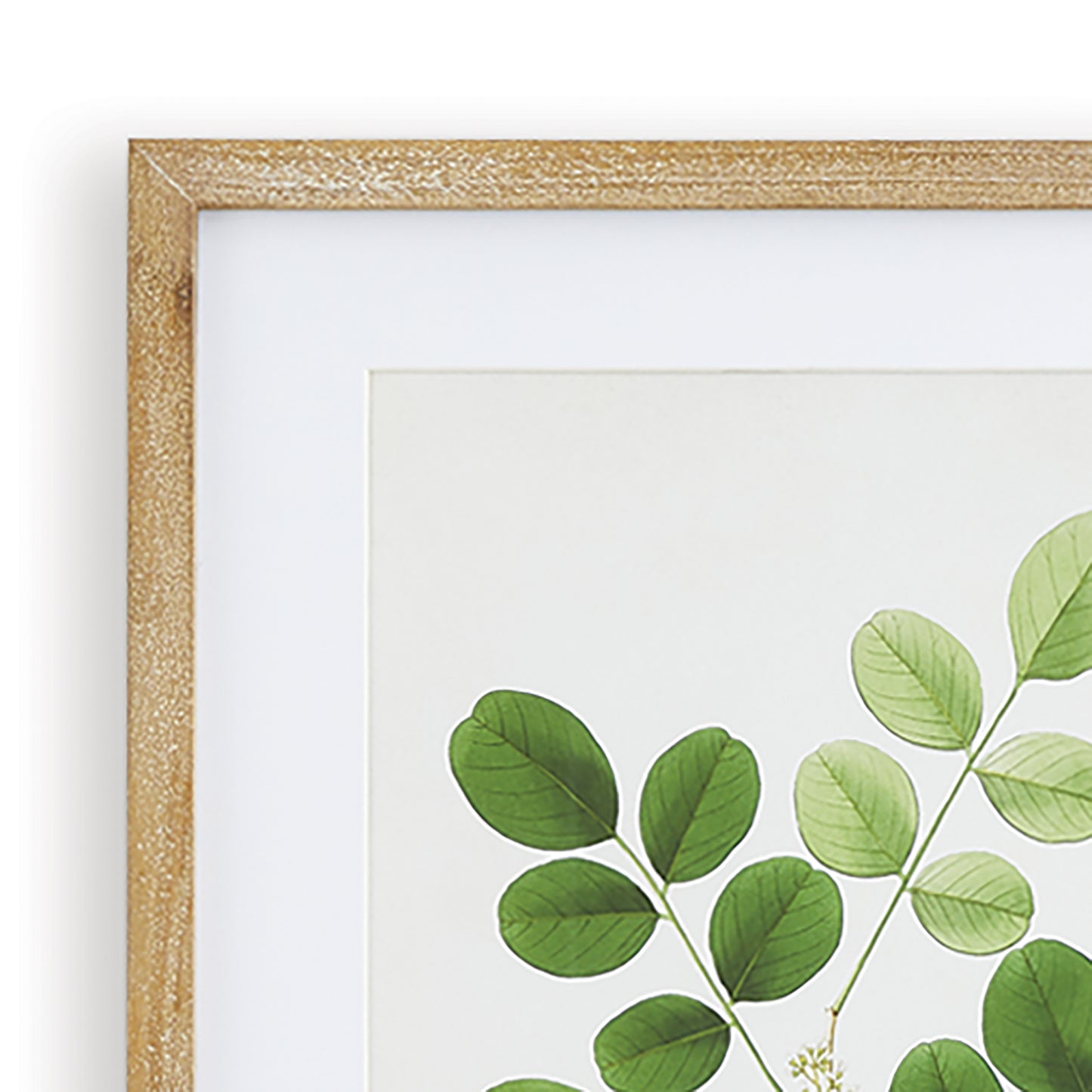 TREE LEAF STUDY, SET OF 6