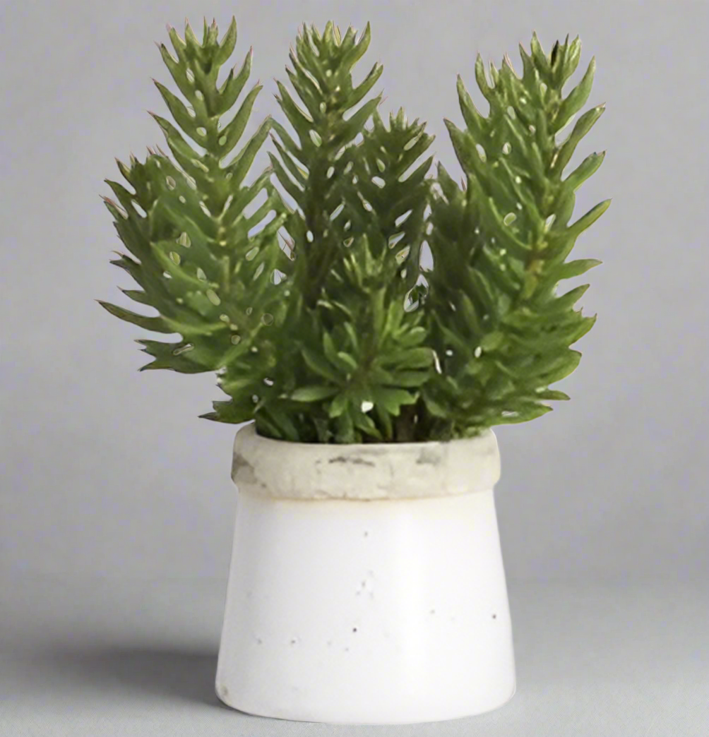 Lifelike Senecio Succulent in Stoneware Container | Elegant Home Decor