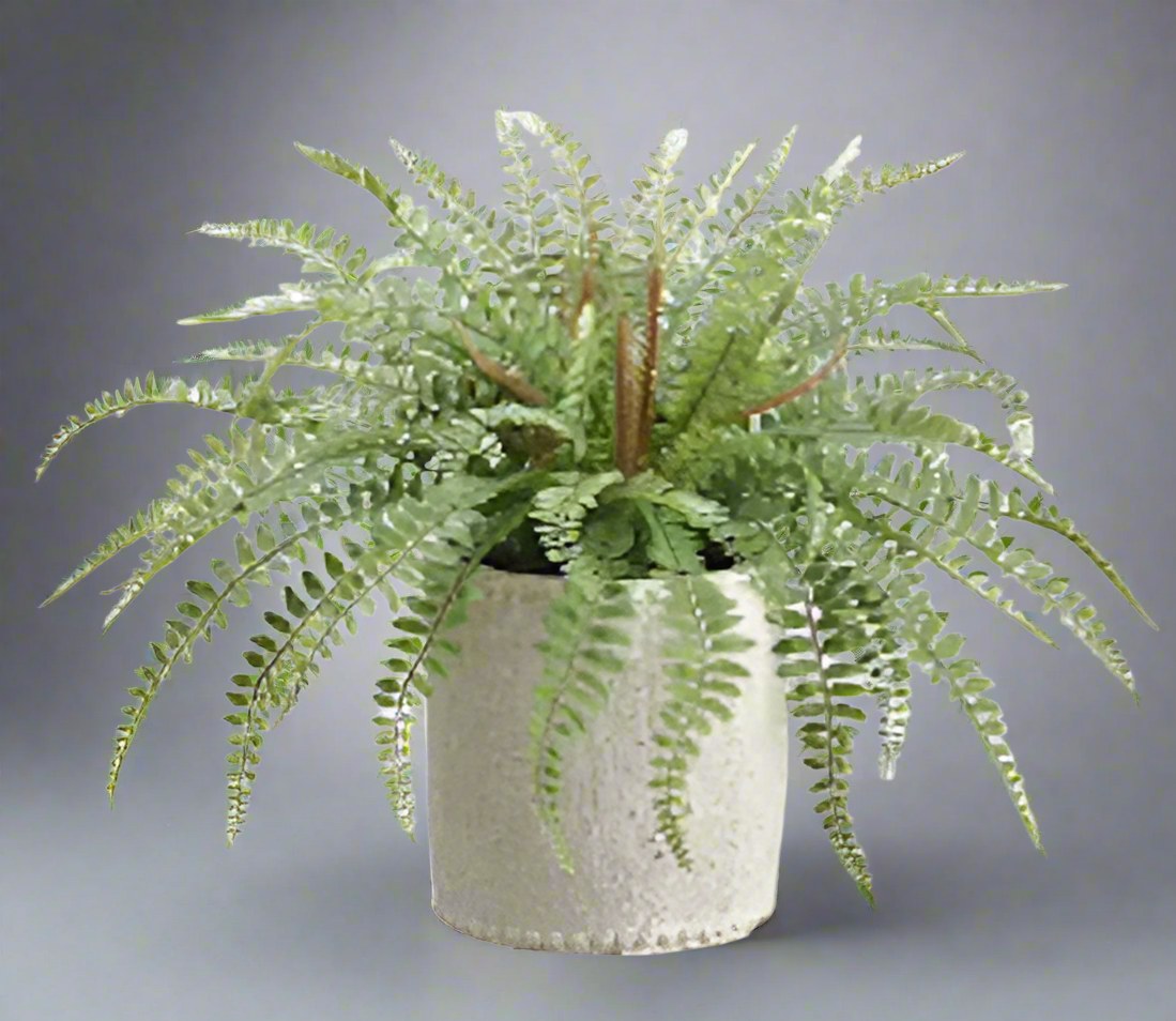 Lifelike Sword Fern in Cement Container | Modern Greenery Decor