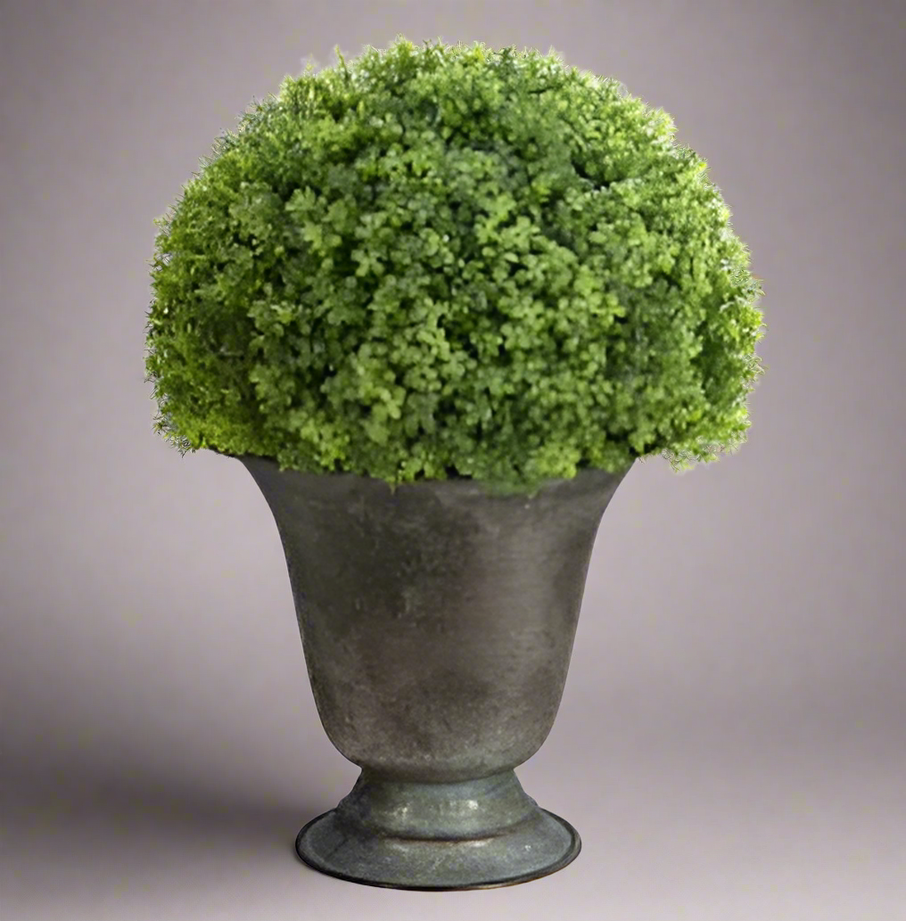 Elegant Baby Tear Ball Topiary in Metal Urn | Classic Greenery Decor