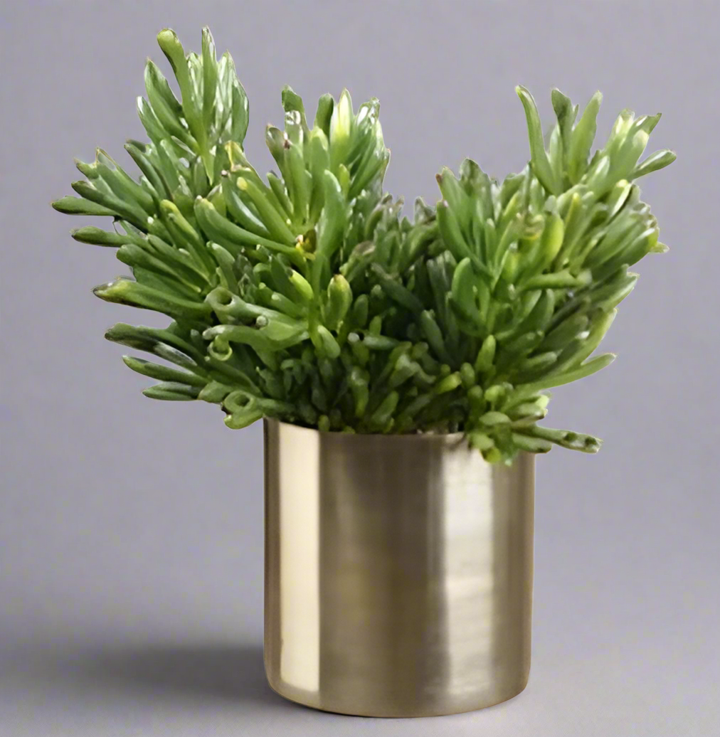 Lifelike Coral Succulent Arrangement in Cylindrical Vase | Modern Home Decor