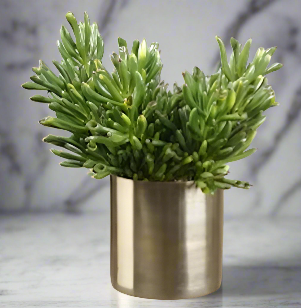 Lifelike Coral Succulent Arrangement in Cylindrical Vase | Modern Home Decor