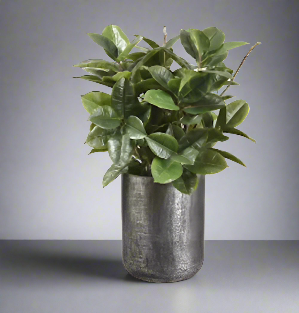 Lifelike Rubber Plant in Antique Zinc Planter | Modern Home Decor