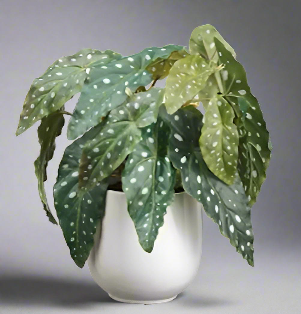 Spotted Begonia Leaf Arrangement in Ceramic Pot | Unique Home Decor