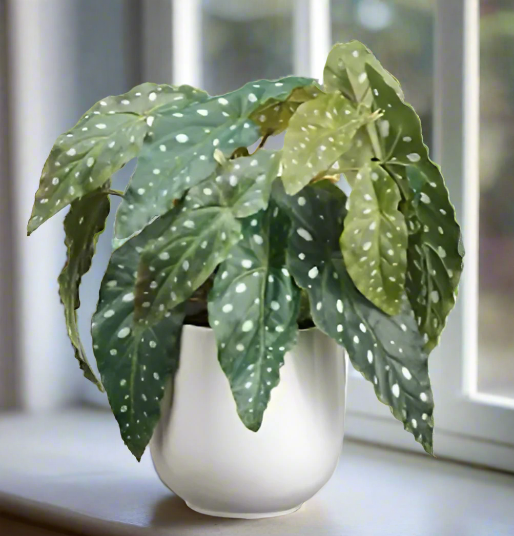 Spotted Begonia Leaf Arrangement in Ceramic Pot | Unique Home Decor