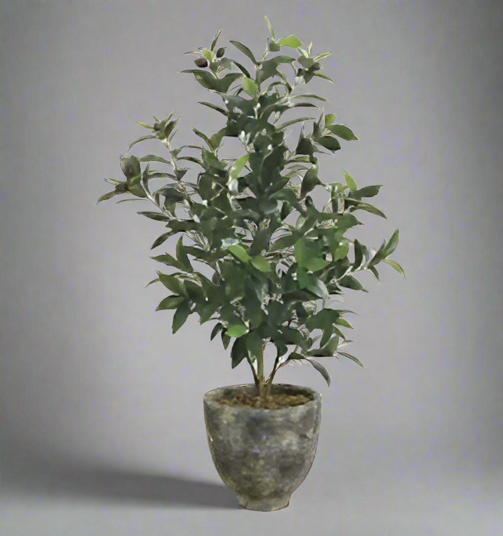 Lifelike Olive Tree in Two-Tone Green Pot | Elegant Home Decor