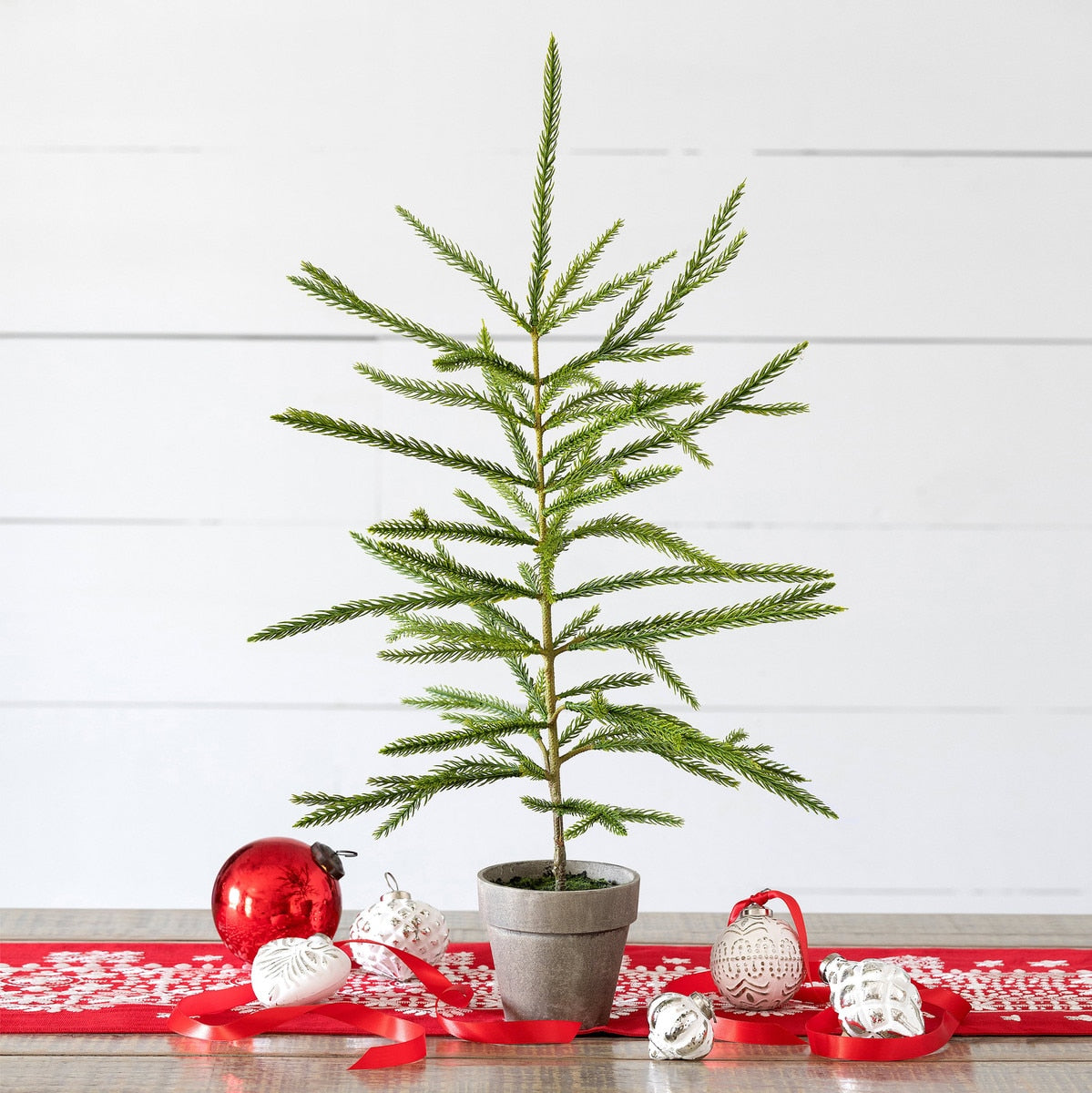 Norfolk Pine Potted Seedling (Large) | Rustic Holiday Tree Décor