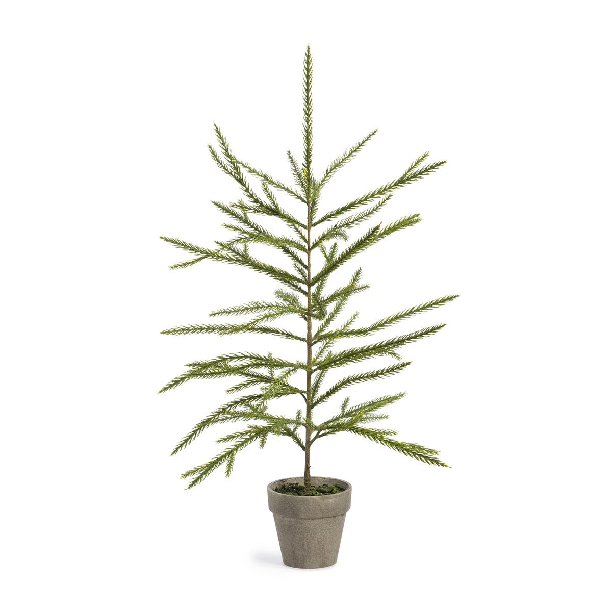 Norfolk Pine Potted Seedling (Large) | Rustic Holiday Tree Décor