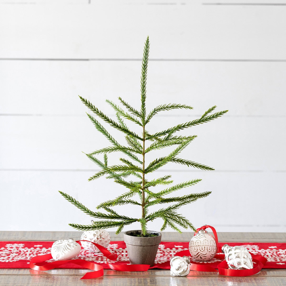 Norfolk Pine Potted Seedling (Small) | Rustic Holiday Accent Décor