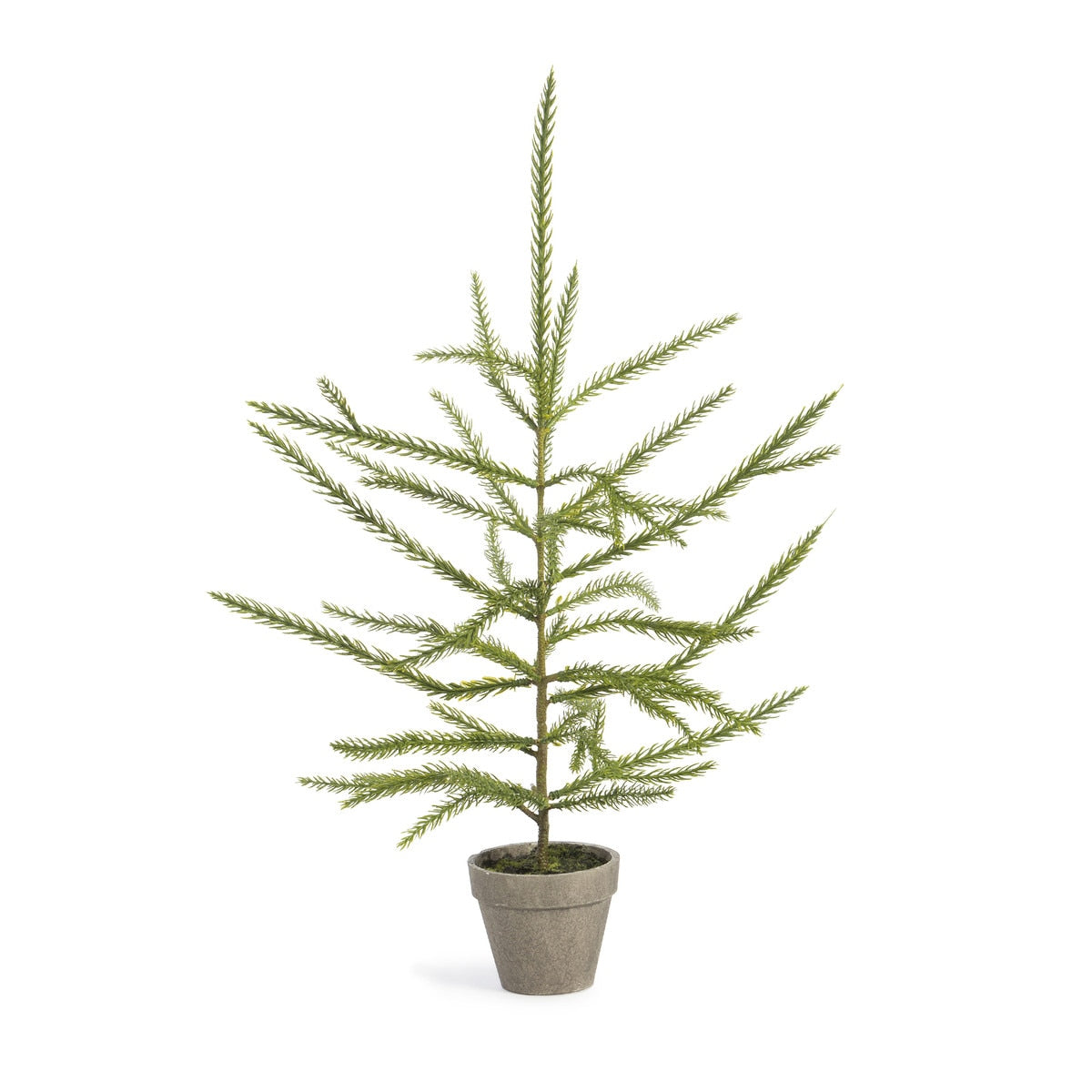 Norfolk Pine Potted Seedling (Small) | Rustic Holiday Accent Décor