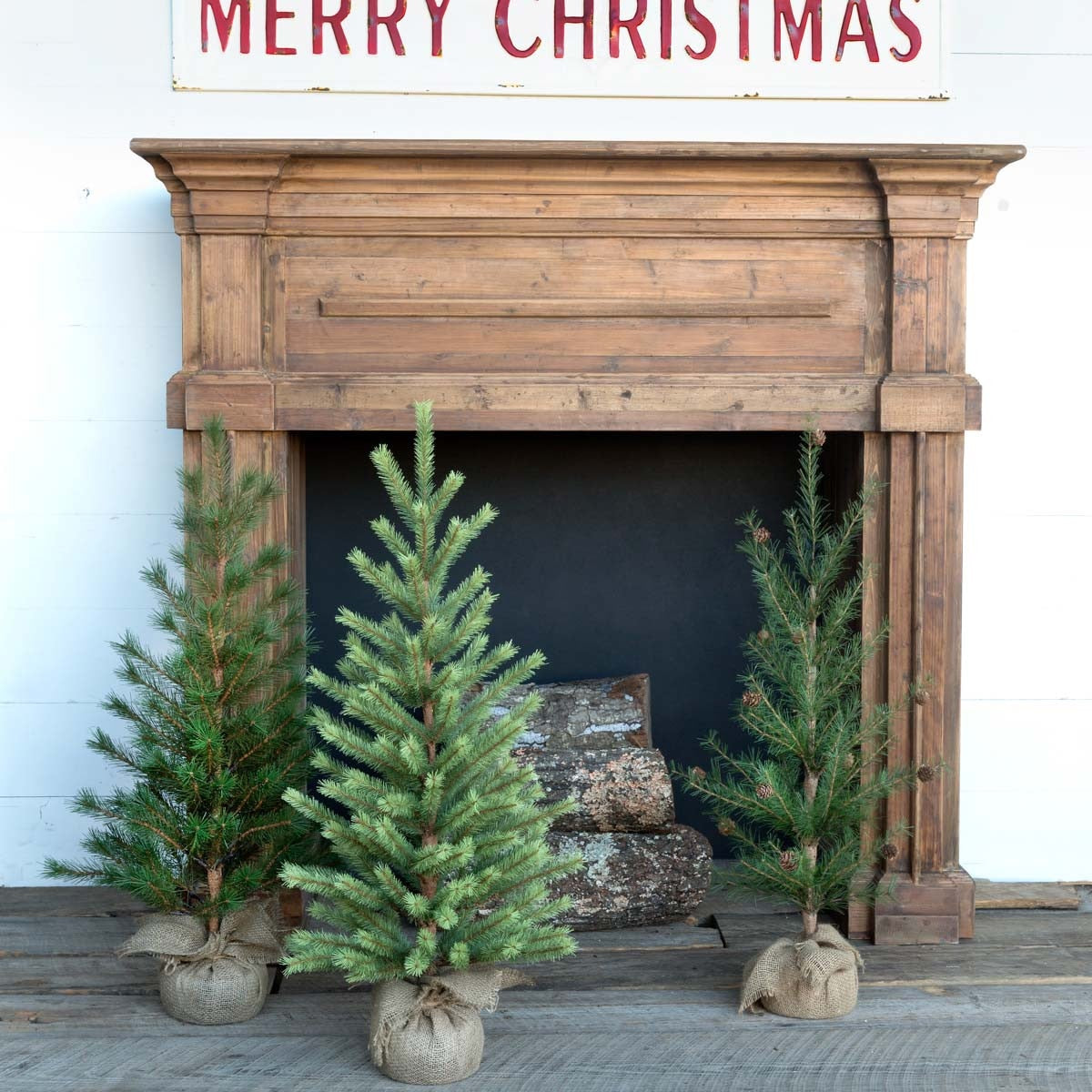 Second Year Seedling Trees, Assortment of 3 | Rustic Holiday Tree Set