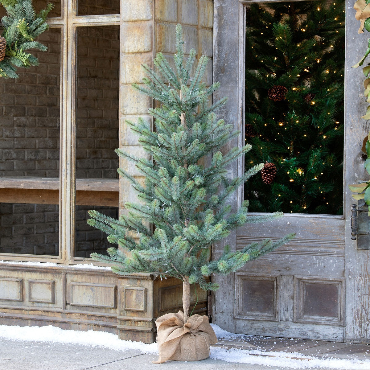 Burlap Wrapped Blue Spruce Seedling with LED Lights | Rustic Holiday Décor