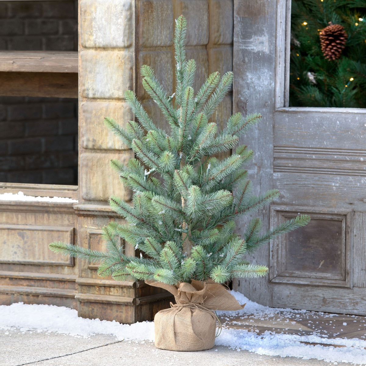 36" Burlap Wrapped Blue Spruce Seedling with LED Lights | Rustic Holiday Tree