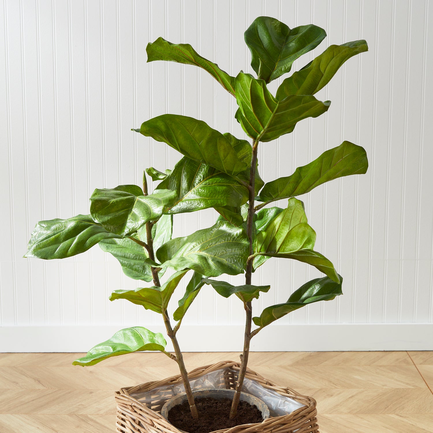 Fiddle Leaf Fig Potted 43"