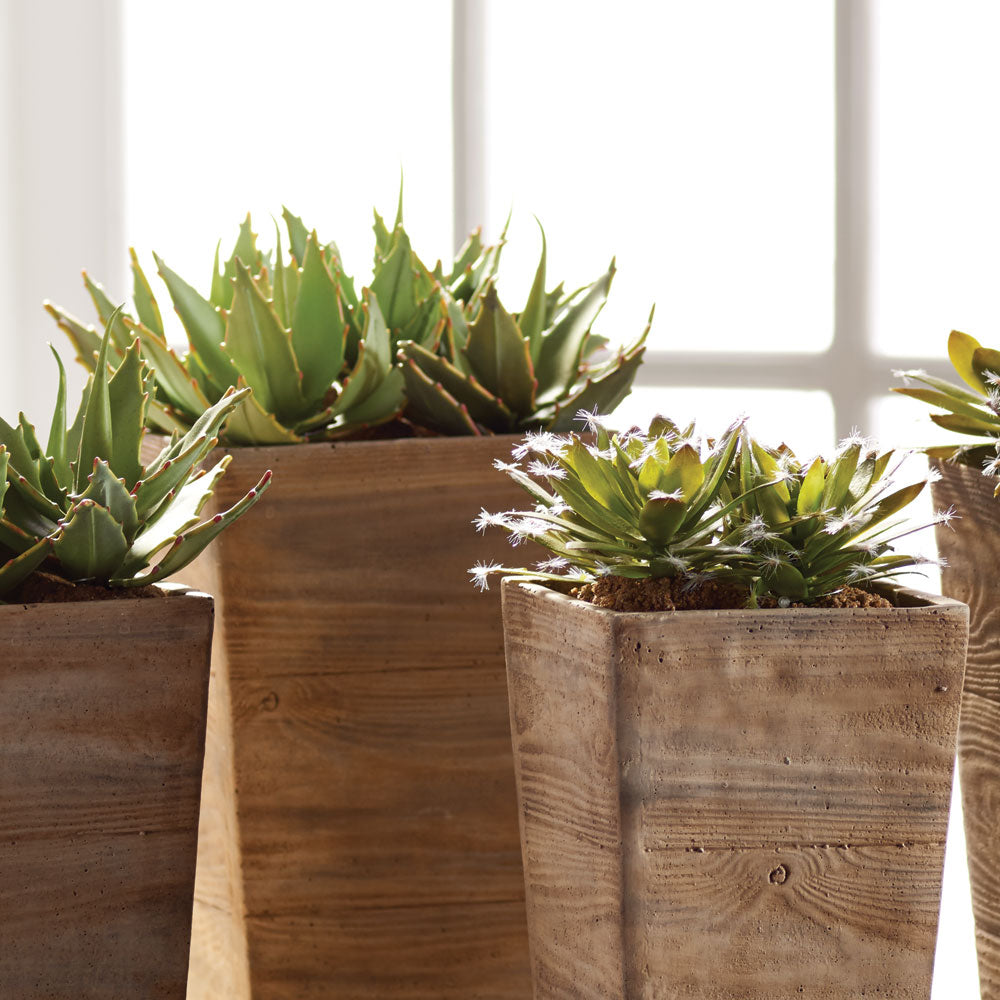 SUCCULENT DROP-INS 5.5"