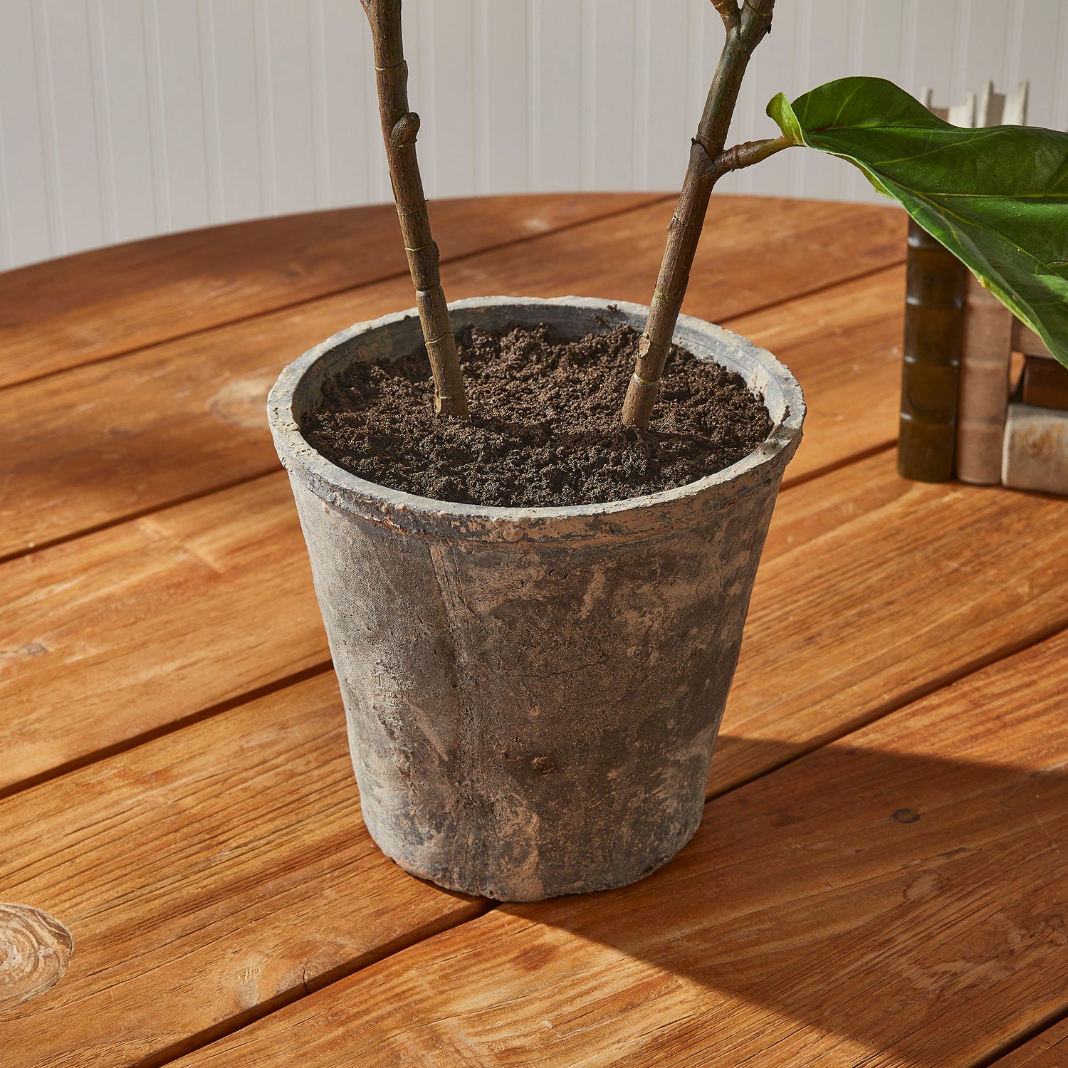 Fiddle Leaf Fig Potted 43"