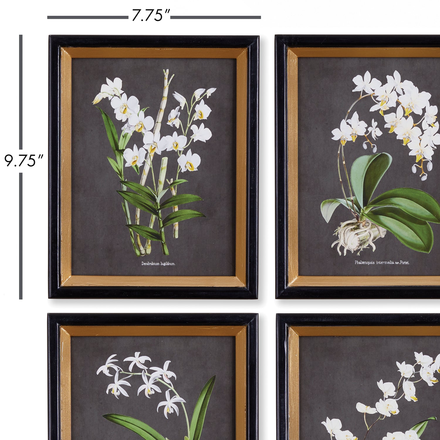 Orchid Study Petite, Set Of 4