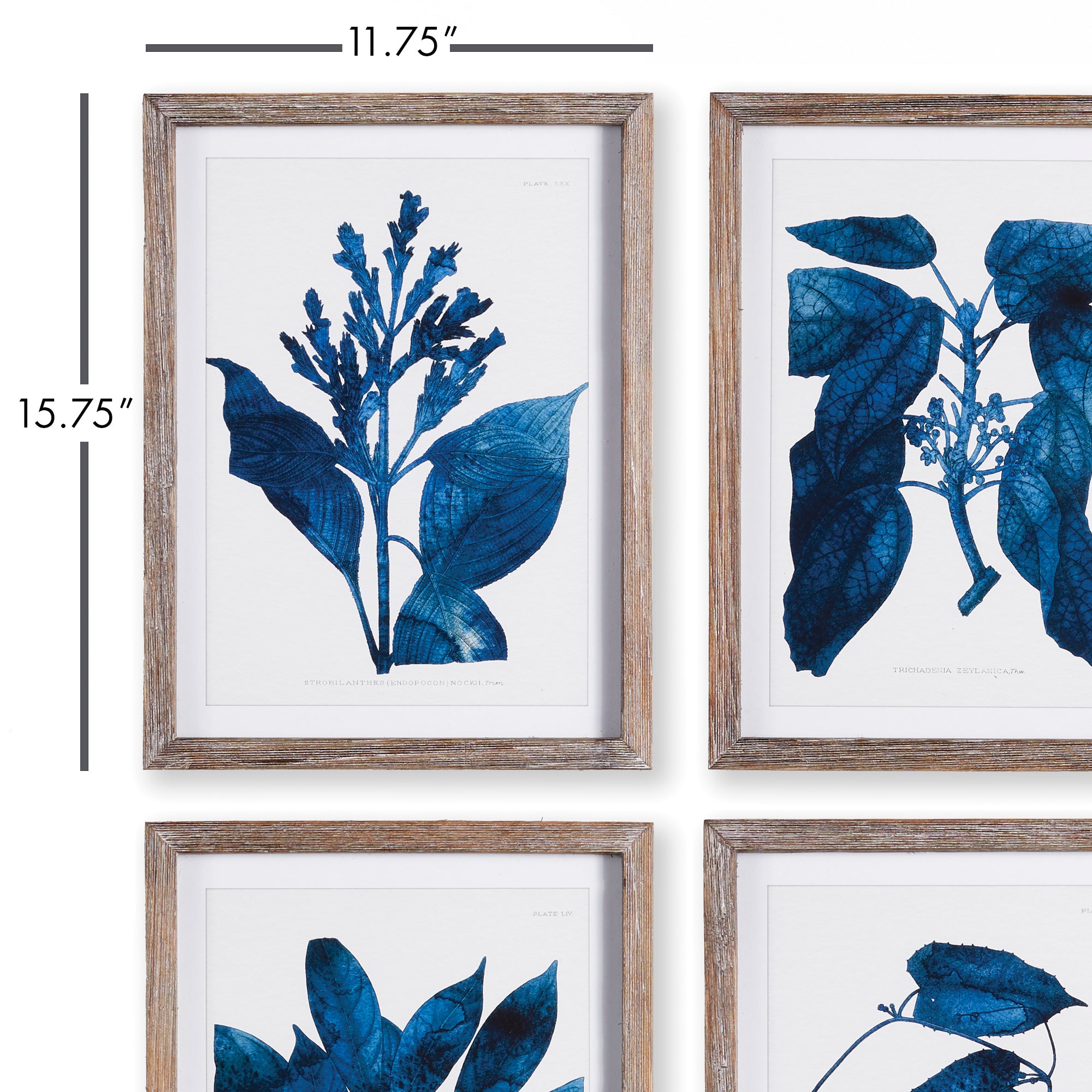 INDIGO BOTANICALS, SET OF 4