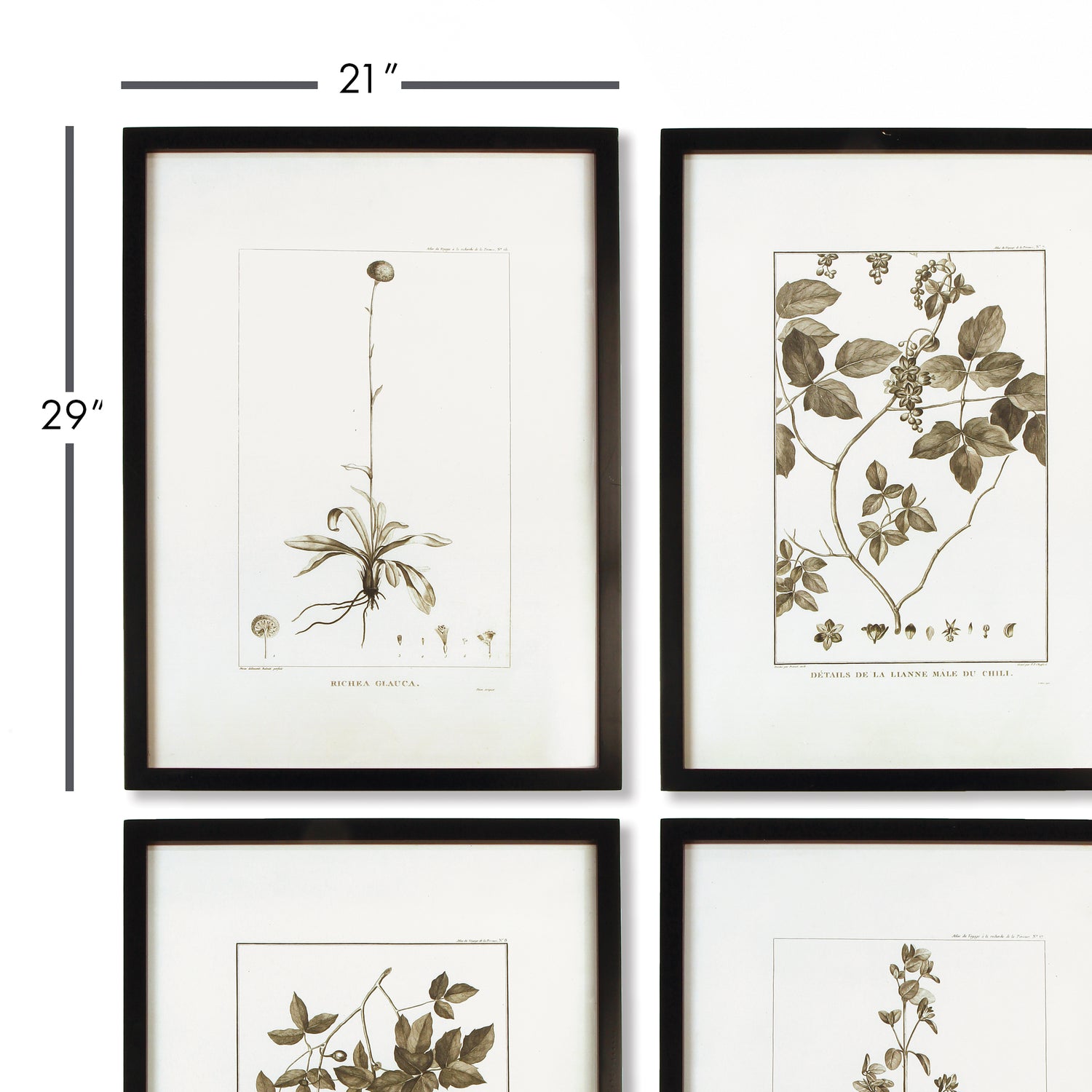 Framed Sepia-Tone Botanical Prints, Set Of 4