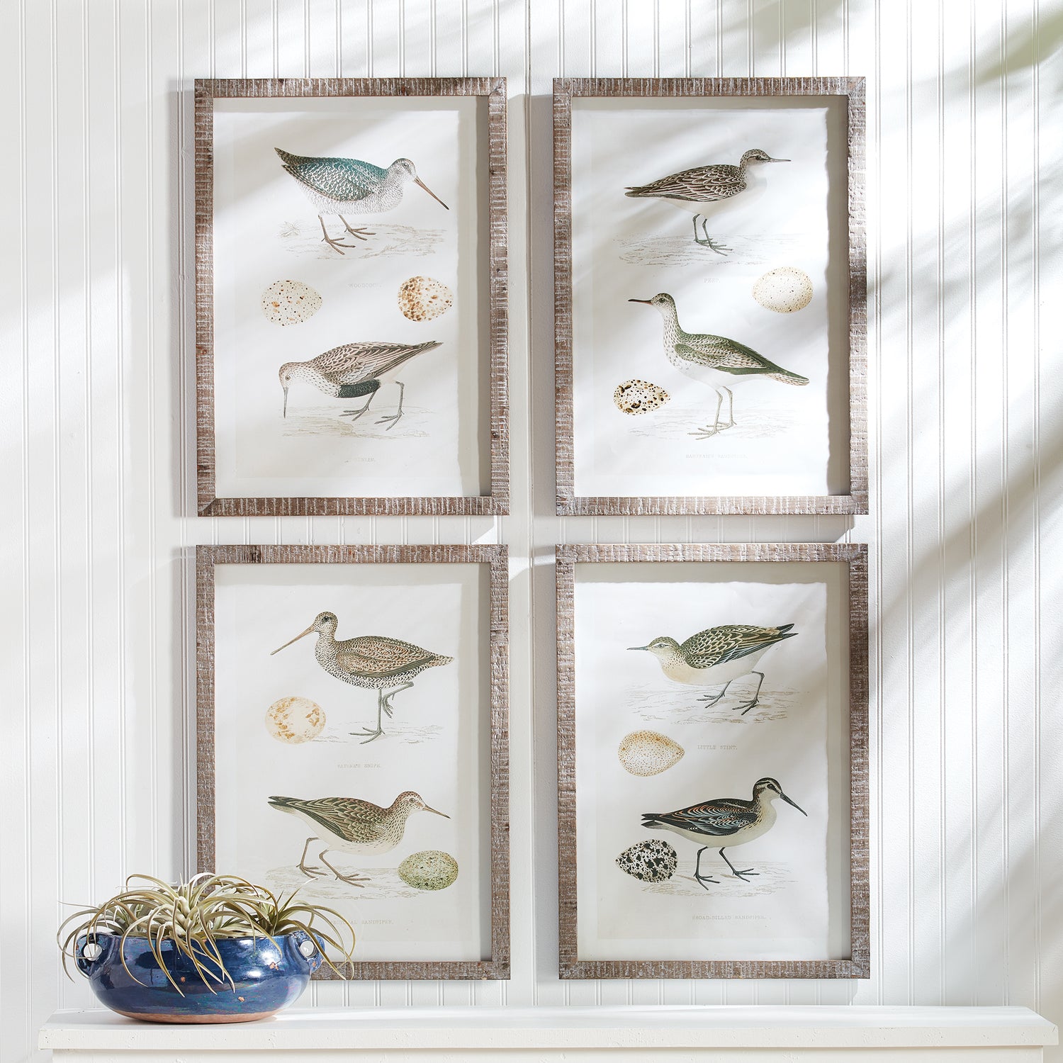 Coastal Birds Study, Set Of 4