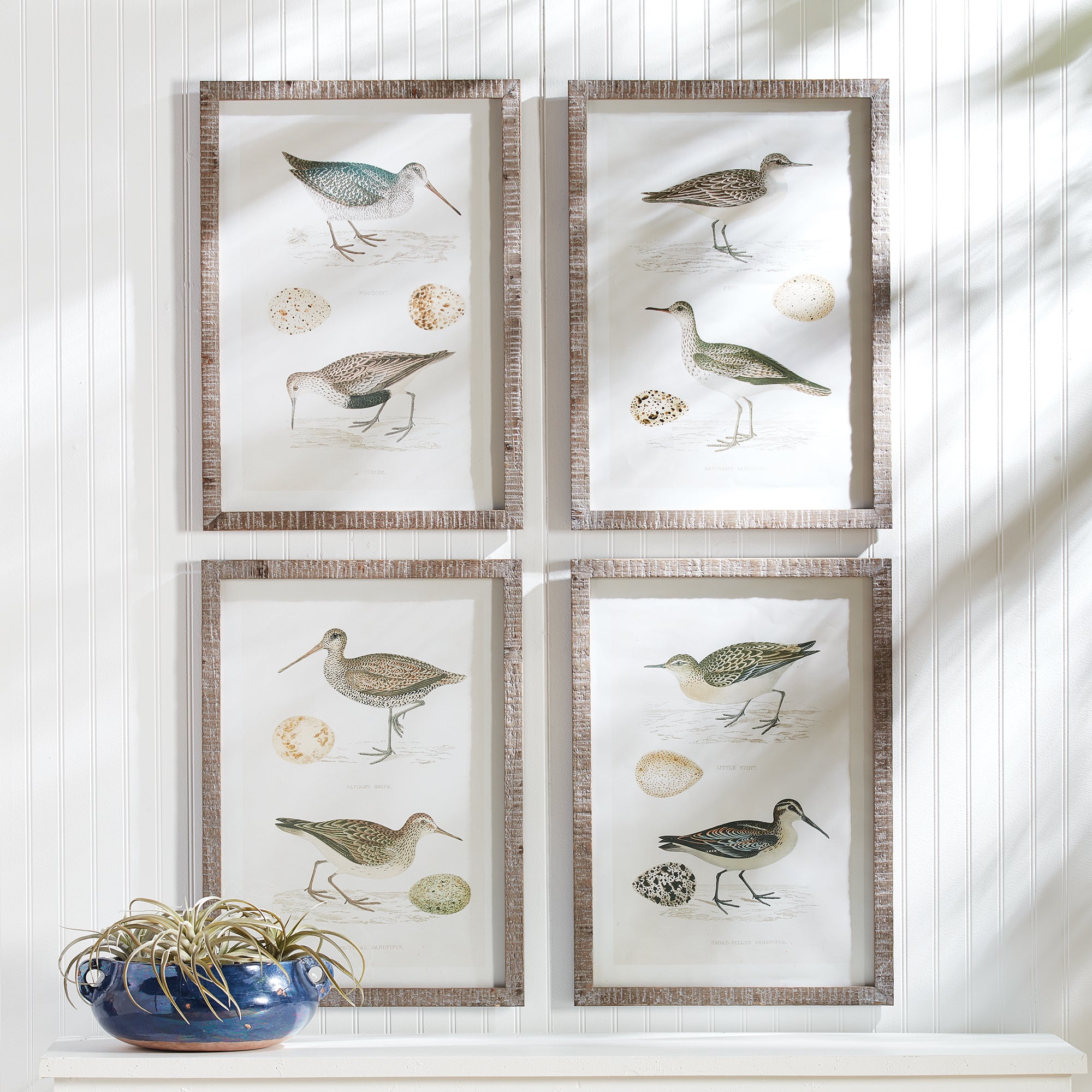 COASTAL BIRDS STUDY, SET OF 4