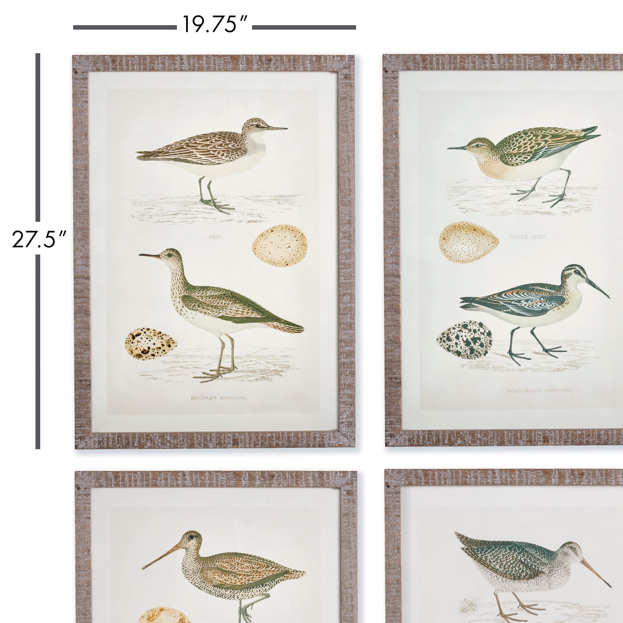 COASTAL BIRDS STUDY, SET OF 4