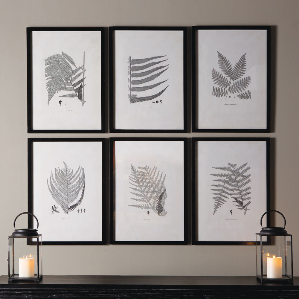 FRAMED GRAY-TONE FERN PRINTS, SET OF 6