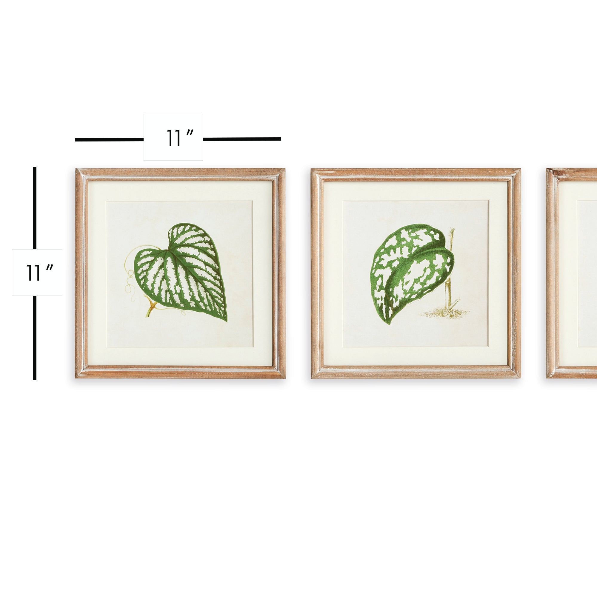 LEAF CUTTINGS PETITE PRINTS, SET OF 3