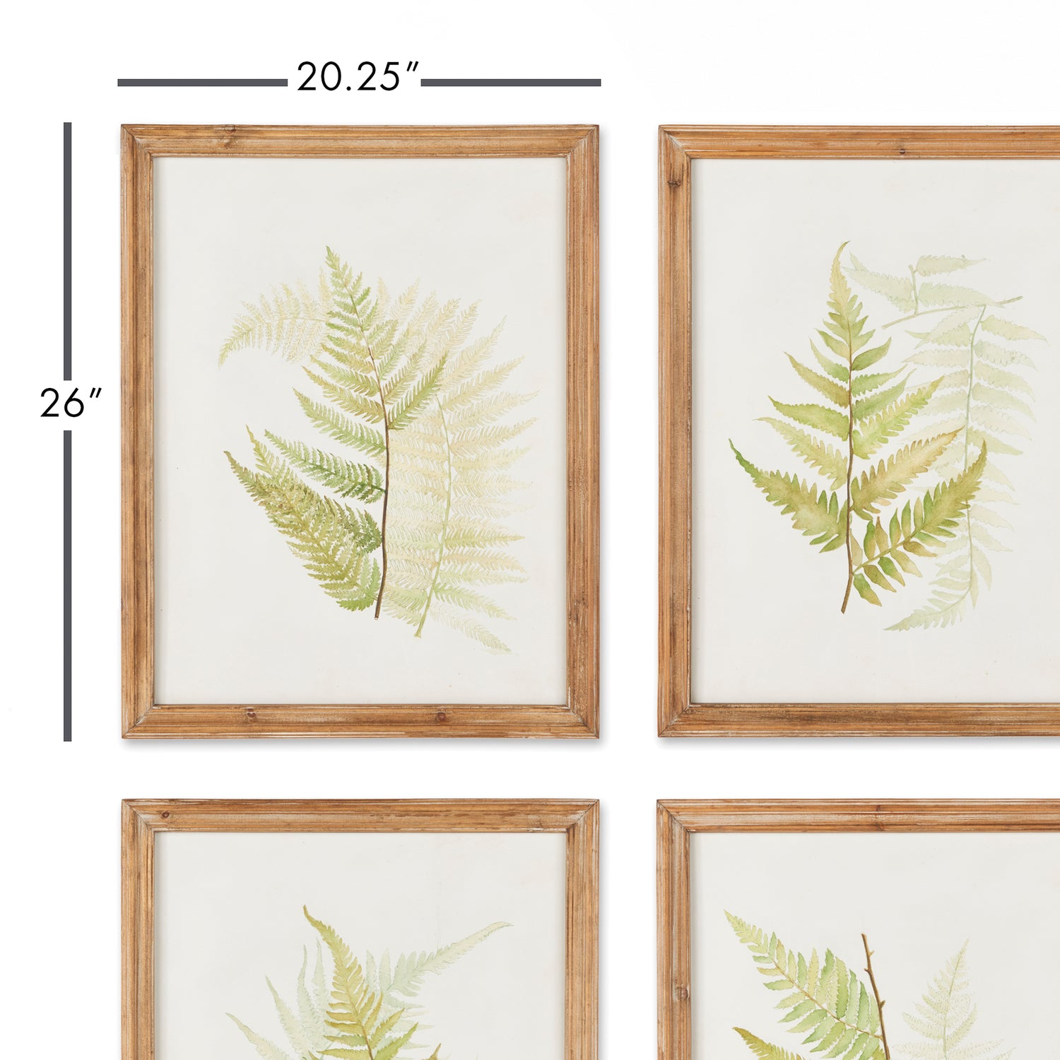 Framed Fern Study, Set Of 6