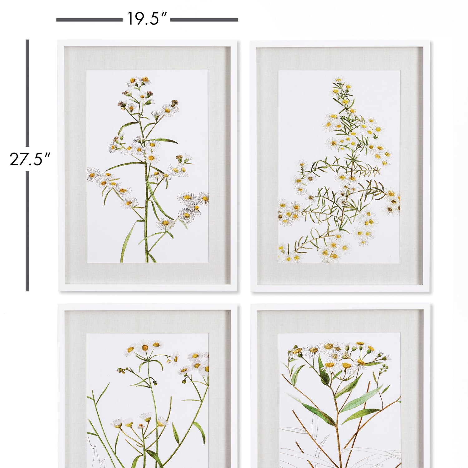 Daisy Prints, Set Of 4