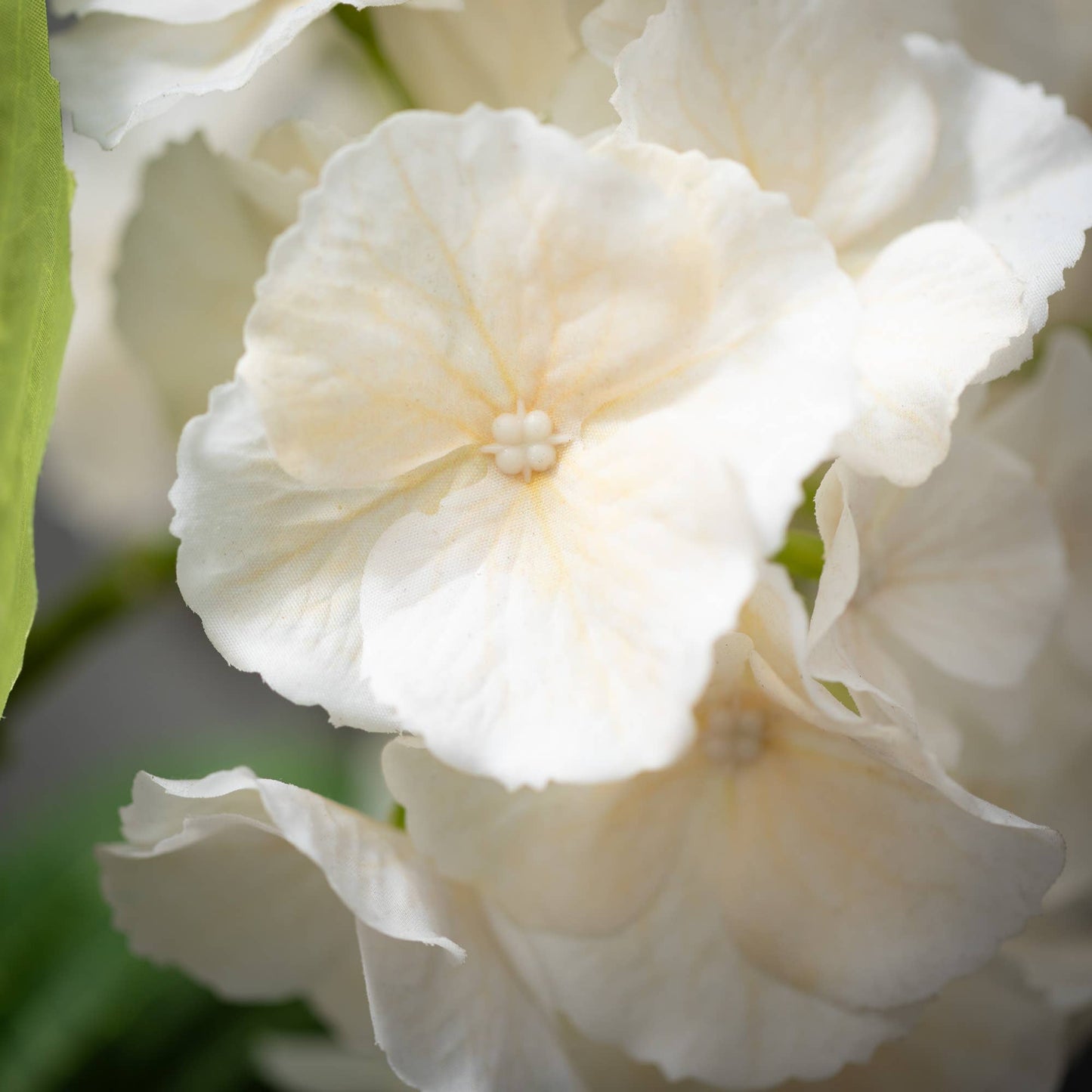 White Hydrangea Stem