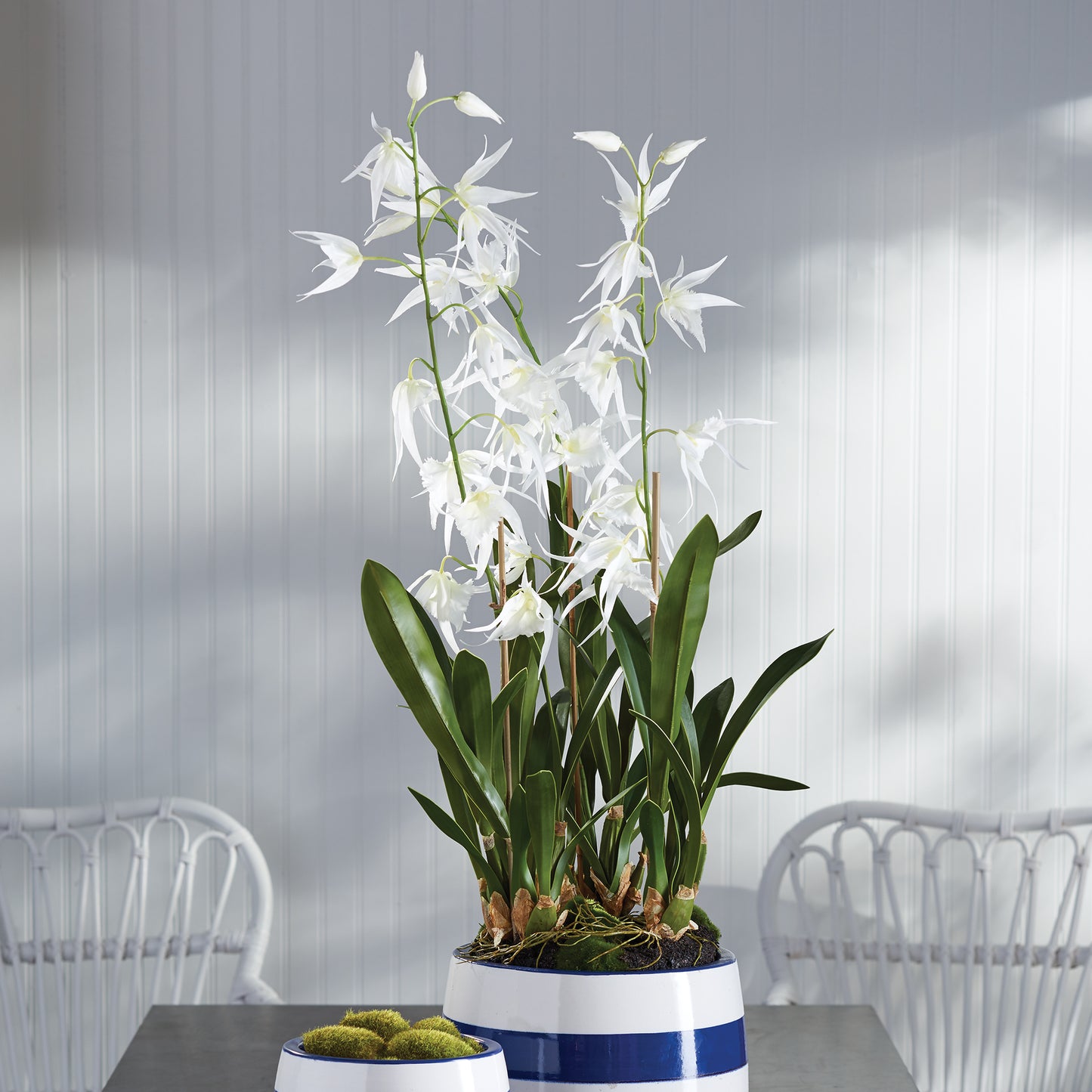 SPIDER ORCHID DROP-IN 44"