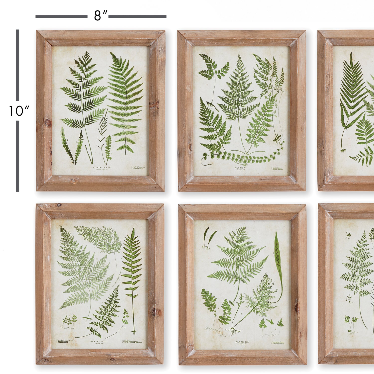 Forest Greenery Prints, Set Of 6