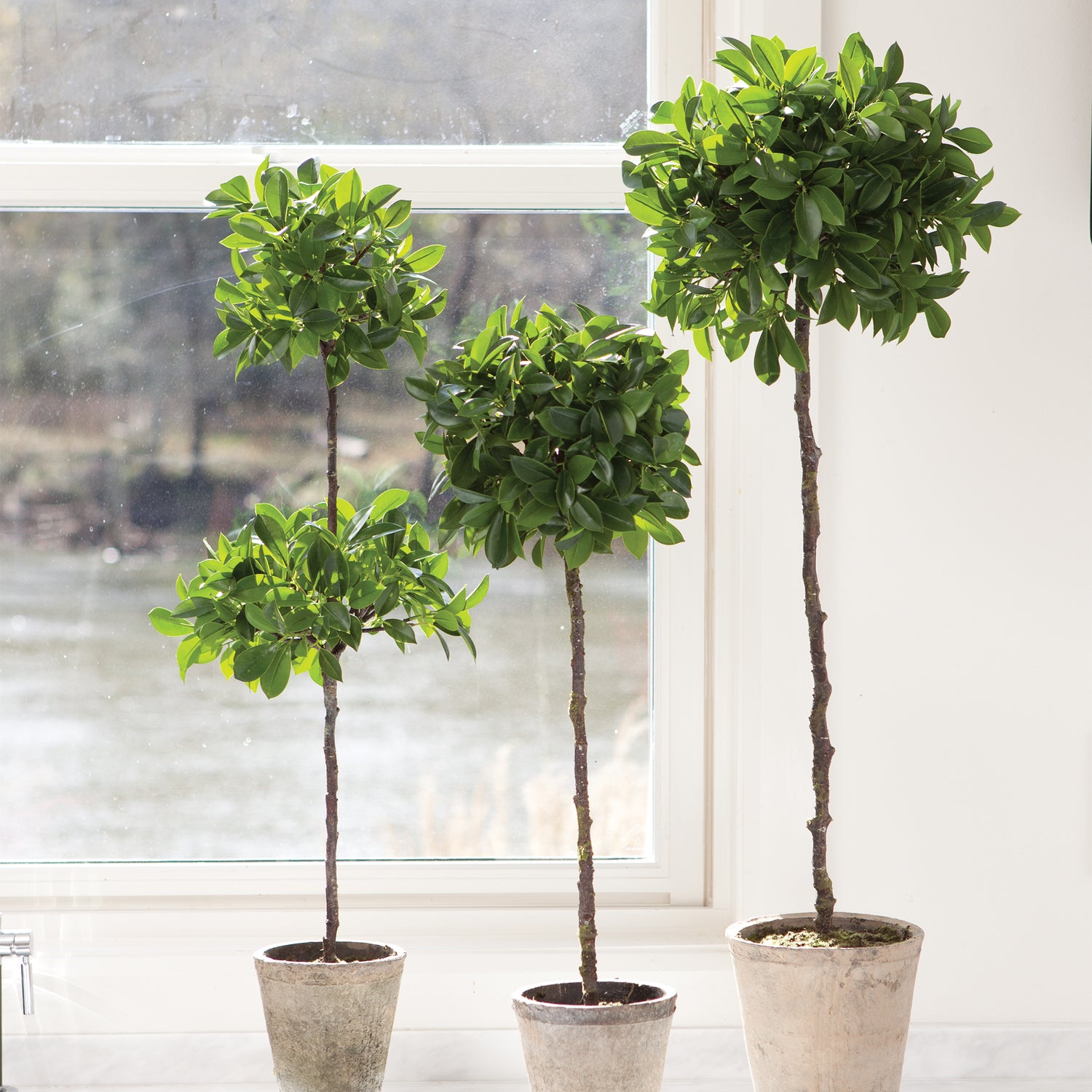 Ficus Double Topiary In Pot 31"