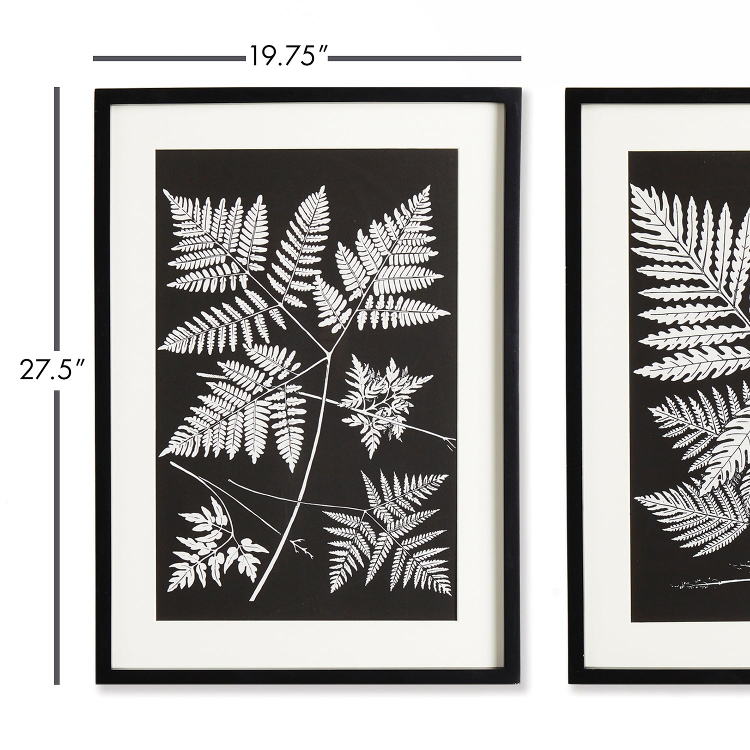 DISCONTINUED Assorted Fern Study, Set Of 2