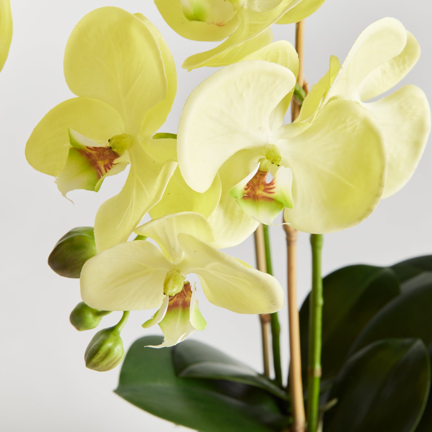 Phalaenopsis Orchid Drop-In 30"