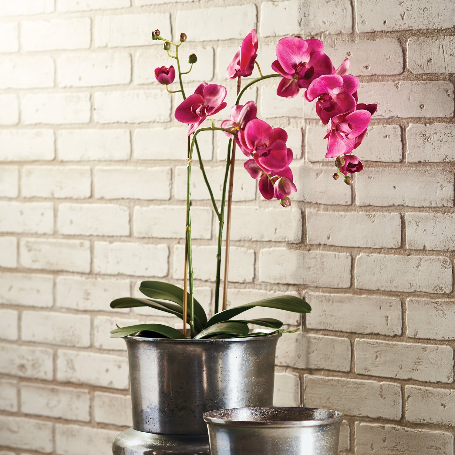 Phalaenopsis X 2 Drop-In 29"