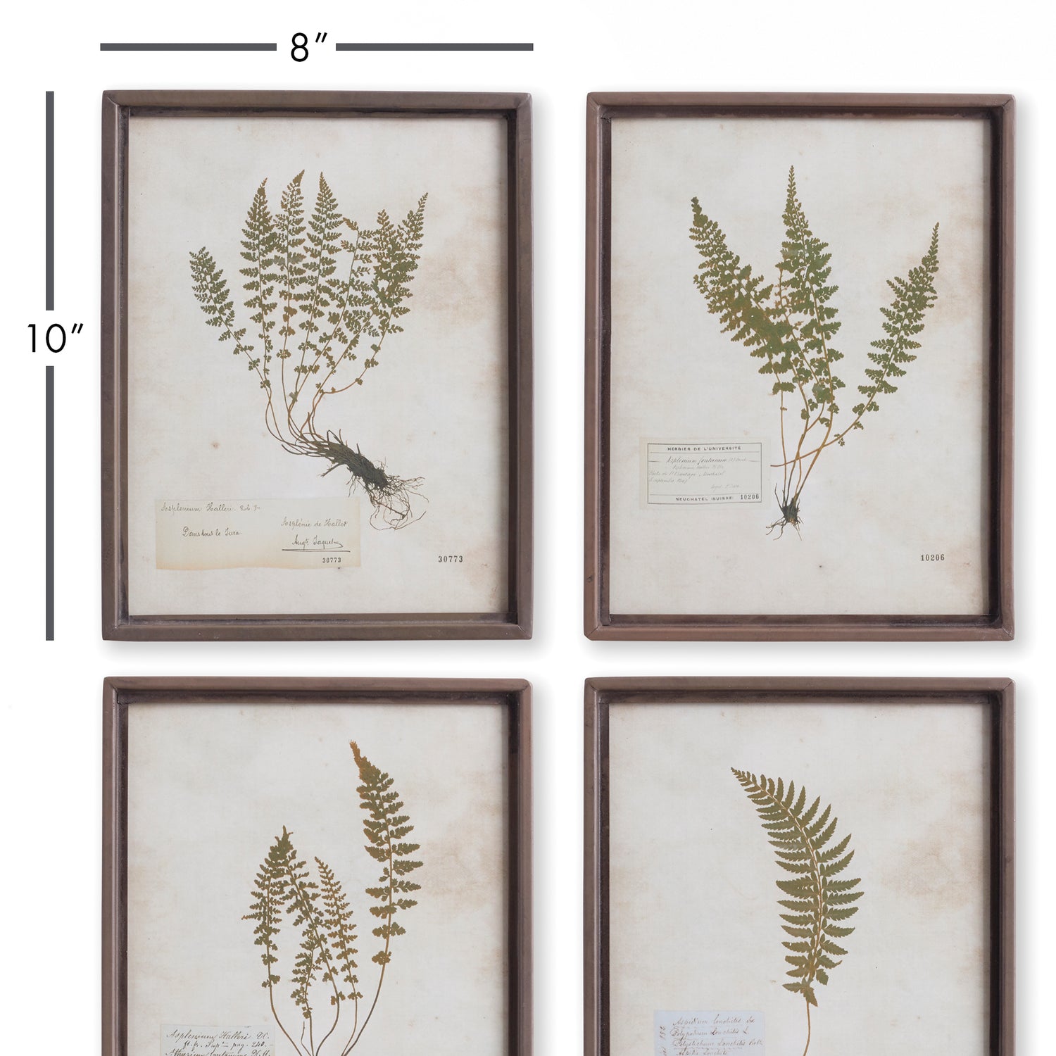 Petite Frond Prints, Set Of 4