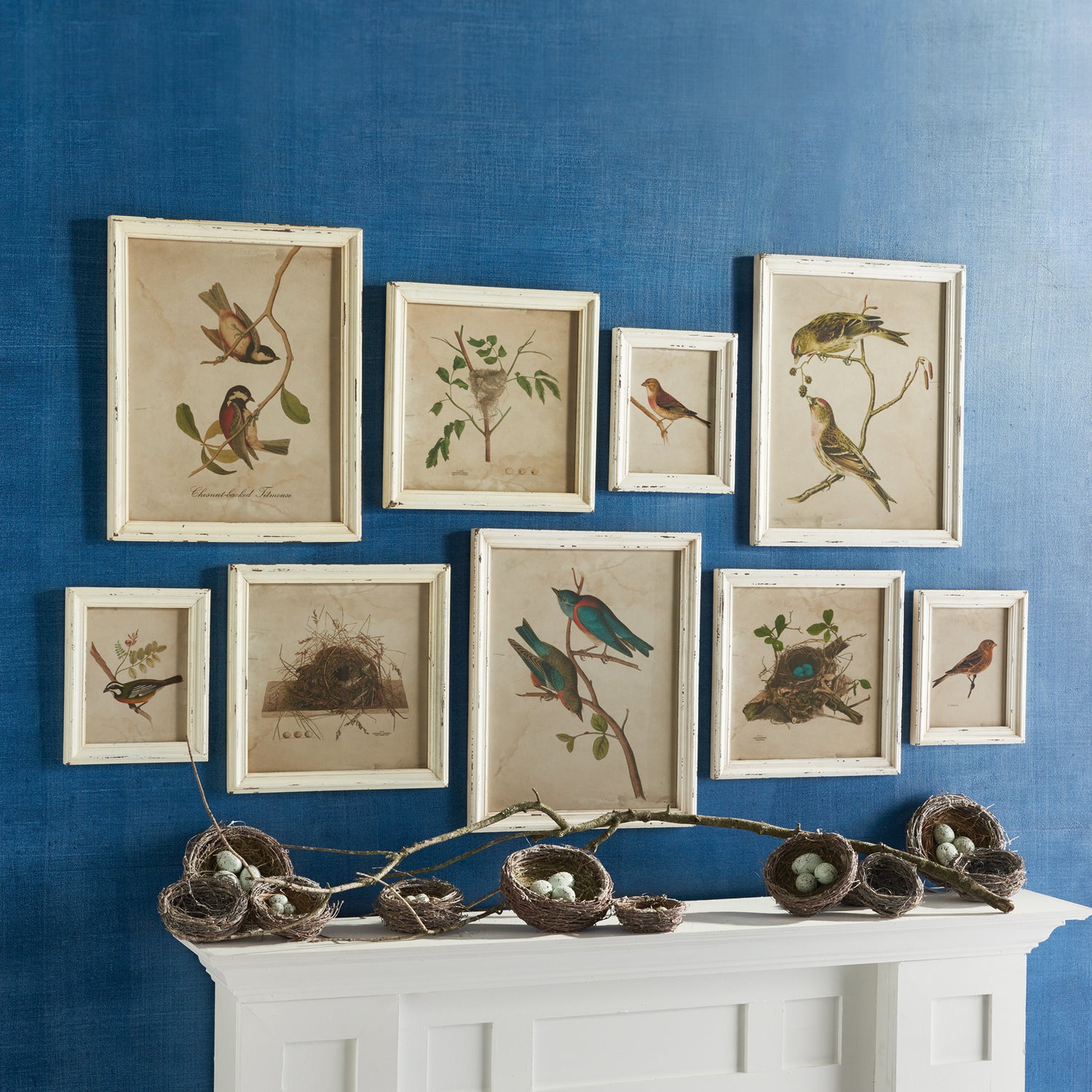 Framed Aviary Bird & Nest Habitat Prints, Set Of 9