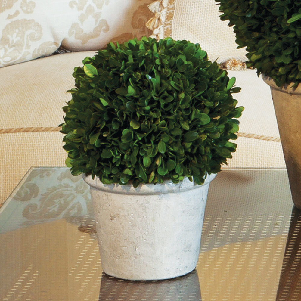 Boxwood 8" Ball In Pot