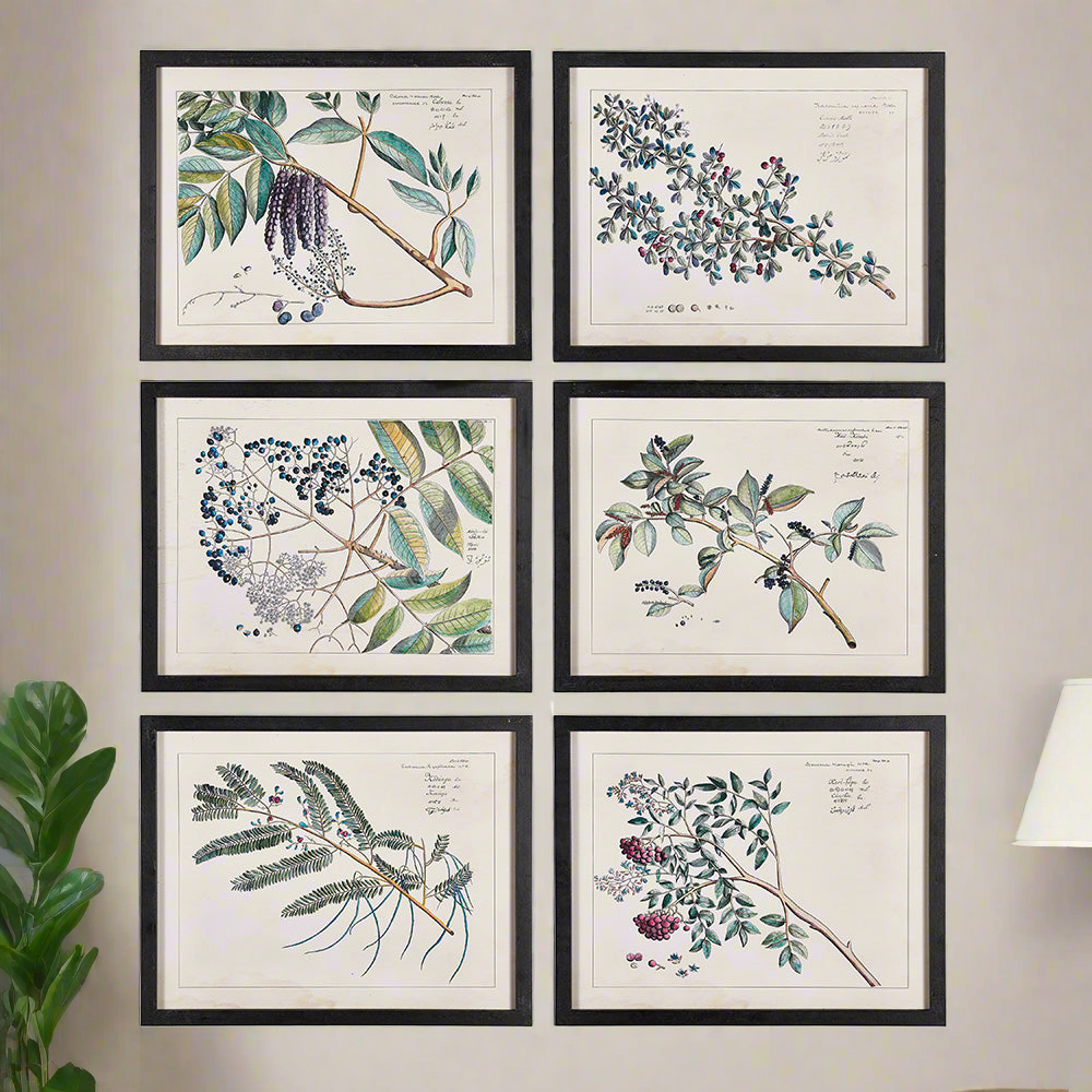 Berry Branch Botanical Study, Set Of 6 on a wall