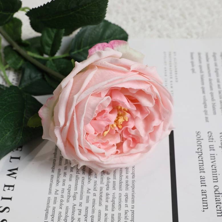 17"Premium Real touch English Austin Cabbage Rose Stem: Light Champagne