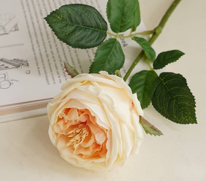 17"Premium Real touch English Austin Cabbage Rose Stem: Pure White