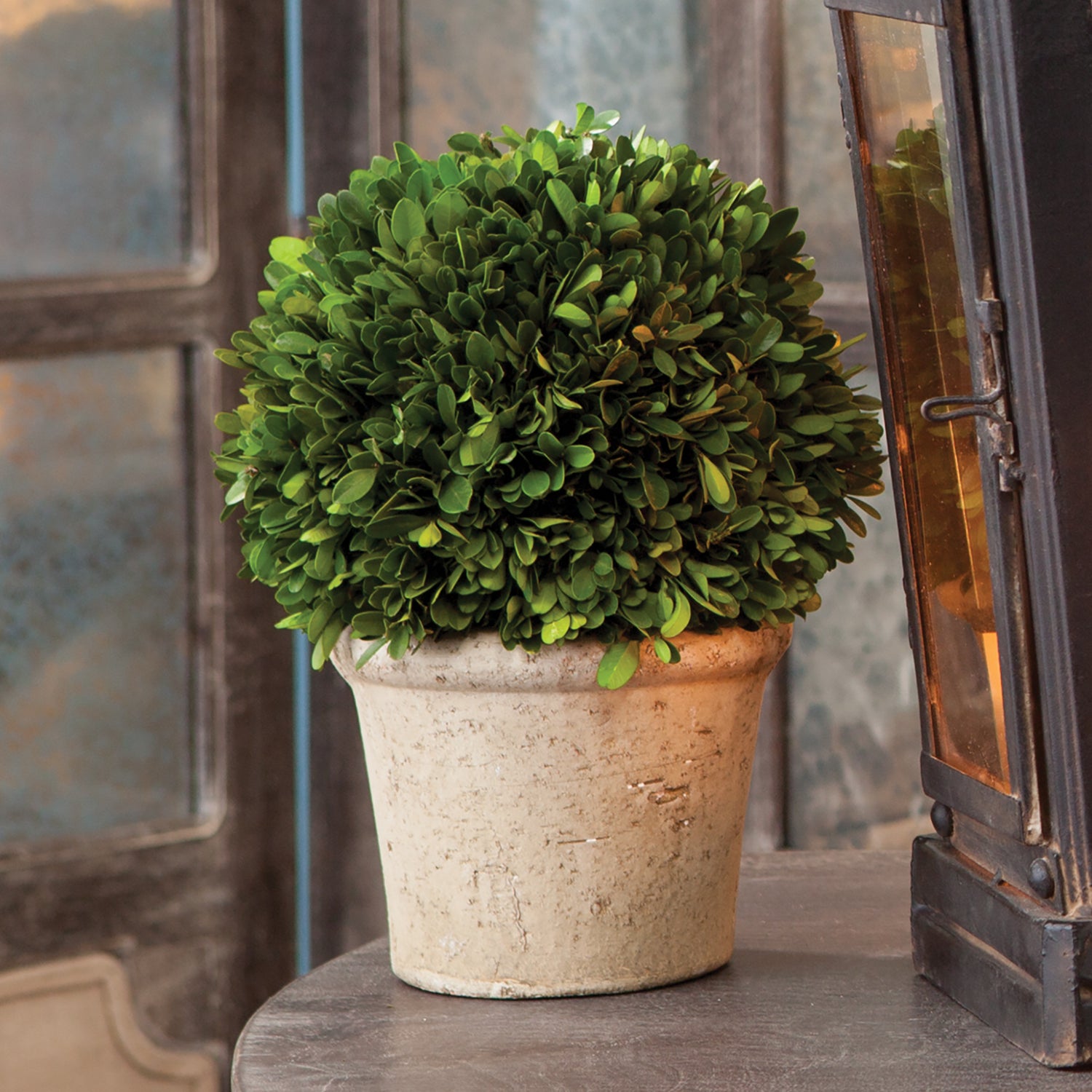 Boxwood 8" Ball In Pot