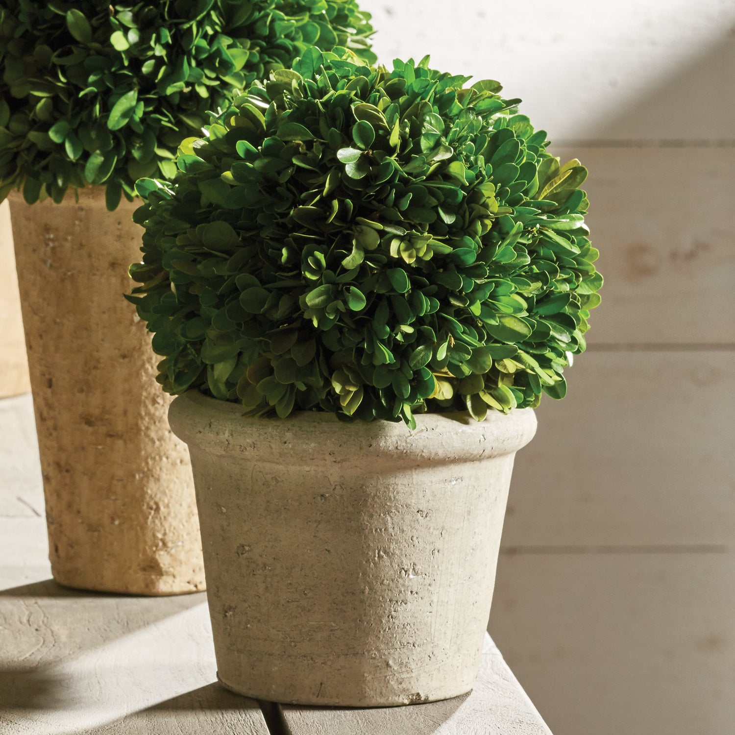 Boxwood 8" Ball In Pot