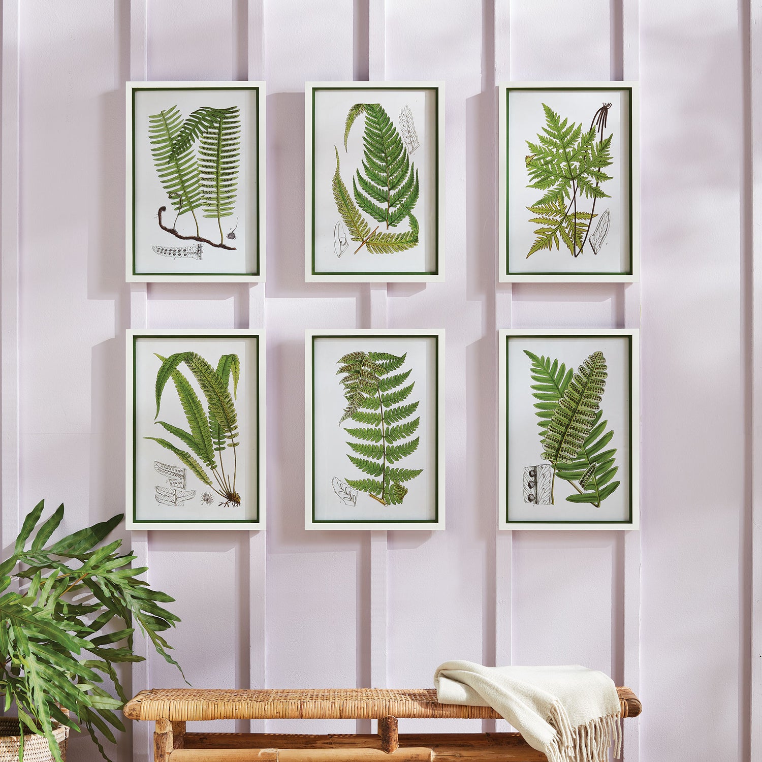 Layered Fern Prints, Set Of 6