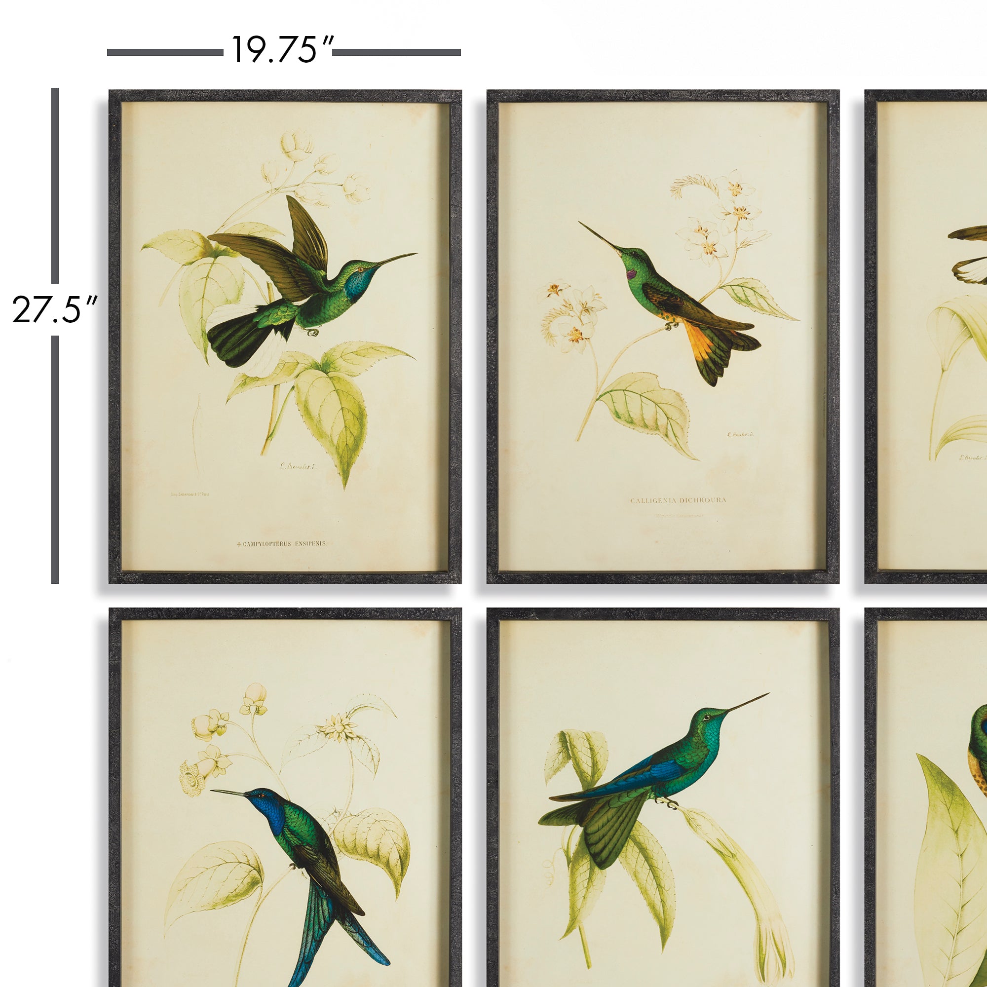 HUMMINGBIRD PRINTS, SET OF 6