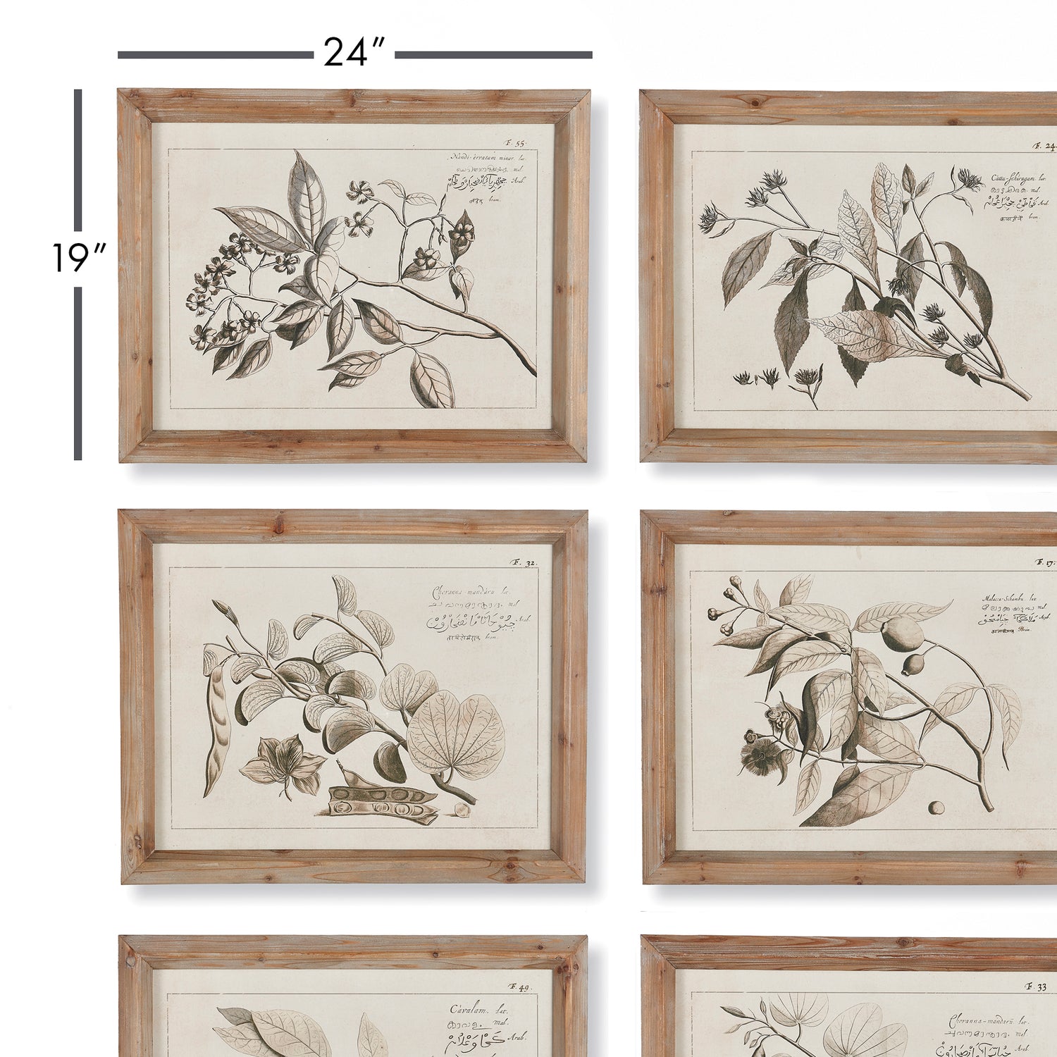 Fruit Bearing Branch Illustrations, Set Of 6