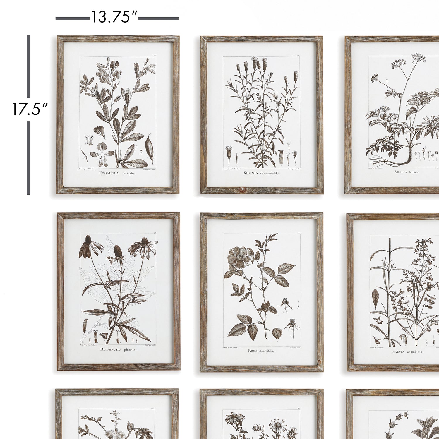 DISCONTINUED Rustic Foliage Study, Set Of 9